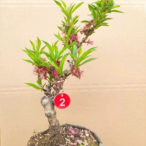重瓣桃花寿心桃盆栽一物一拍寿星桃树苗盆景树桩五宝珠寿星桃盆栽
