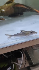 巴西绿海豚铁甲鱼,也叫绿宝马,南美鱼,鼠鱼,异形鱼,底层鱼