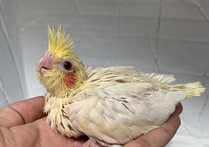 玄凤鹦鹉25天雏鸟新人适合养雏鸟断奶后亲人粘人吹口哨.