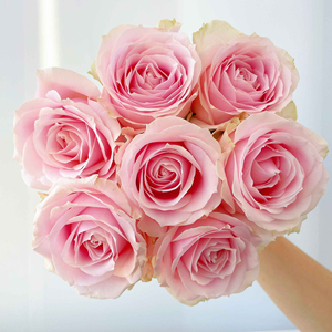 粉红雪山  扦插苗130口径盆原盆原土  粉色切花月季  雪