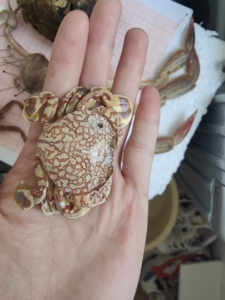 红线黎明蟹 螃蟹标本成品 壳有个点 嘴巴暂时缺,可以做朋克标