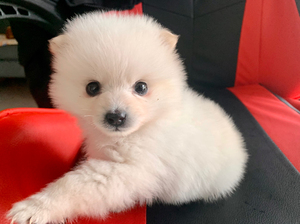 【茶杯犬10元以下母】茶杯犬10元以下母品牌,价格 - 阿里巴巴