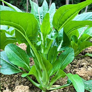 多子多孙甜菜心种子 甜菜苔种子可多次收割 耐热耐寒蔬菜籽四季播