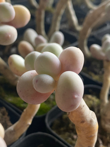 彩虹奶酪,水光针奶酪,蛋黄奶酪,芭比奶酪多肉奶酪老桩!太多处