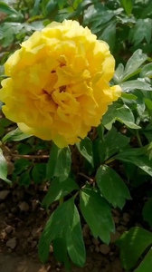 金岛金色爱丽丝黄的最正牡丹品种。花黄色，基部有紫斑，花径19