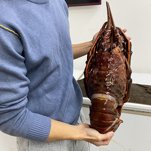 巨无霸墨龙虾/特大龙虾/澳龙红龙