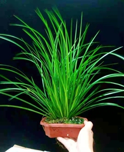 胧月菖蒲老桩一盆出.四方盆种植.盆口180.130.50mm