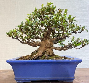 日本杜娟 品种:如峰山