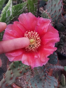 仙人掌团扇  红花掌  红花修罗  红花倒刺修罗这种掌超皮实