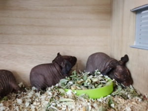 小河马无毛豚鼠荷兰猪