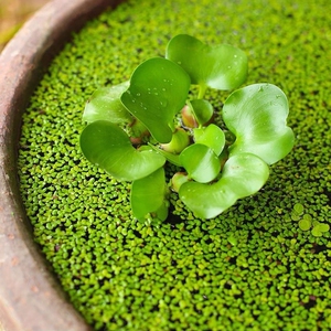 芝麻浮萍,5块钱50粒,兰寿金鱼,乌龟和热带鱼爱吃!可以净化