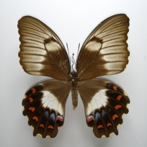 果园美凤蝶指名亚种雌蝶,产地澳大利亚昆士兰州,超稀有亚种,市