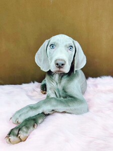 德国威玛猎犬魏玛犬