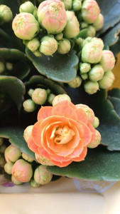 包邮橙巴黎赫丽稀有长寿花带花苞重瓣大花四季开室内好养多年生