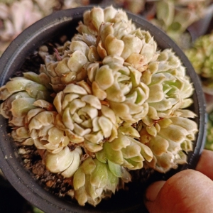 多肉墨西哥姬莲群,盆口十一点五,9.9元,全店非偏远地区满三