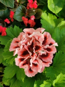 大花天竺葵贝利尔,教皇,草莓奶油冰淇淋,糖果双色,35一颗