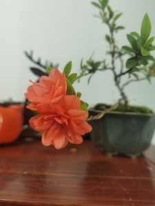 菊姬,皋月杜鹃经典品种,小叶复瓣,小品临水,精致雅物.仅出图