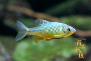 蓝鼻子鳑鲏 小公鱼3-4.5cm蓝吻鳑鲏,吻部有蓝色小点