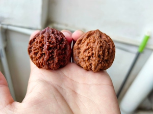 流拍的两对核桃,下次抽奖接着送,一对状元冠,一对大小皮质相同