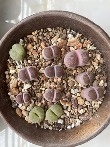 紫菊纹章 生石花 一盆80边上三个绿色送的