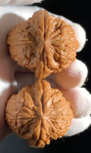 极品货头——平谷暴雪狮子头