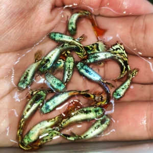 钛金满鳞金老虎观赏鱼热带鱼小型鱼泰系孔雀鱼