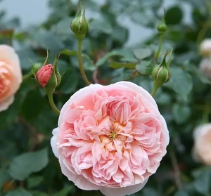 【青睐月季】青睐月季品牌,价格 - 阿里巴巴