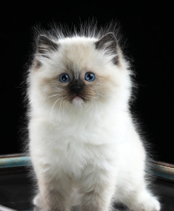 布偶猫重点色,标价就是全款.自己家猫猫生,公母都有,可上门看
