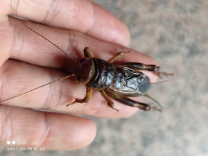 花生大蟋蟀  鸣虫