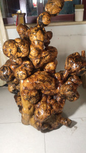 松树瘤,千年松树树根瘤,天然艺术之美