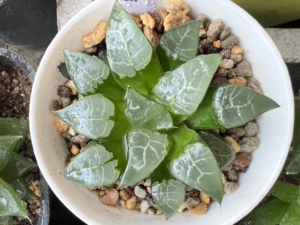 依人梦儿淘宝木叶克 青木叶成株7公分 克里克特多肉十二卷0人付款