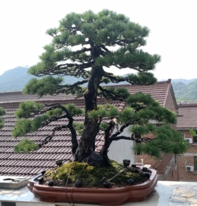 一本五针松