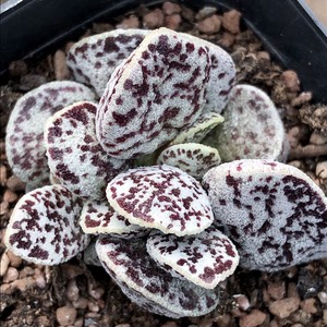 000人付款淘宝多肉水泡 叶插7颗打包出 蛇皮水泡1白肌皱叶3白马丁3 脱