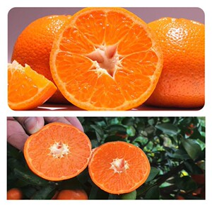 w默科特柑橘(又称少核默科特),为易剥皮,种子相对较少和挂时