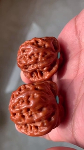 云雾山狮子头 非常干净通透,基本玉化,高密度瓷皮橙红色,把