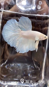 精品观赏鱼泰国纯白半月斗鱼 大尾巴热带小型宠物鱼 淡淡肉粉珠