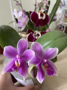 蝴蝶兰香奈儿,有原生种的特性,开花超级香,3.5寸双花剑,花