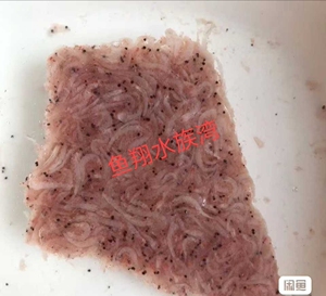 太平洋鳞虾磷虾鱼食鱼粮糠虾*2斤19.9元包邮*观赏鱼食粮冰