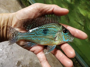 10-12斯威尼关刀,易饲养,观赏性高,颜色丰富.广东省内5