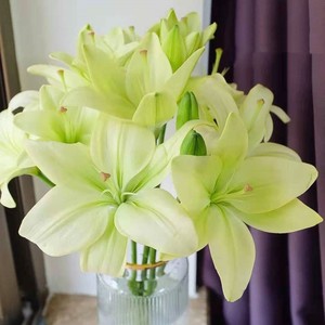 b级亚百合:童年亚百合(小花型)