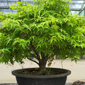 日本进口红枫盆景,清姬枫树.优惠大甩卖