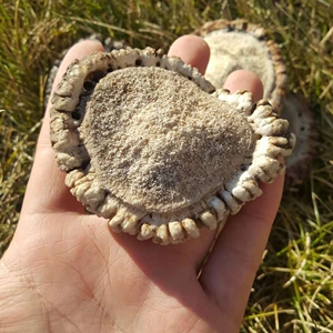 大兴安岭梅花鹿鹿角帽,新货,自然脱落,可免费磨粉,280元一