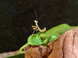 同款货源tb046515750淘宝长背斧螳/螳螂 大型螳螂 斧螳0人付款58.
