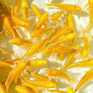 金黄色锦鲤黄金色锦鲤龙凤锦鲤纯种淡水锦鲤鱼苗观赏鱼黄金锦鲤龙