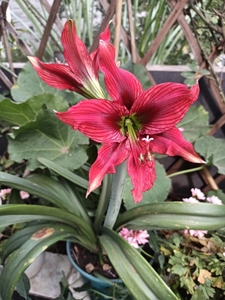 朱顶红日本凤蝶