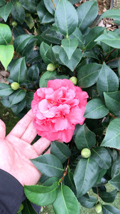 克瑞莫大牡丹，清香品种，大花形最大的花径达到13厘米，适应能