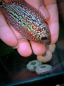 泰金罗汉鱼f2大苗,4.5公分左右,大头座.