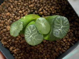 南阿星万象锦少锦,尺寸4厘米,实物如图,有根.所见即所得.