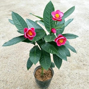 四季海棠越南抱茎茶花树苗四季开花花大独特名贵进口品种