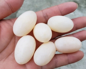 新鲜乌龟蛋甲鱼蛋食用草龟蛋泡酒宝宝辅食营养土特产农家龟蛋 1